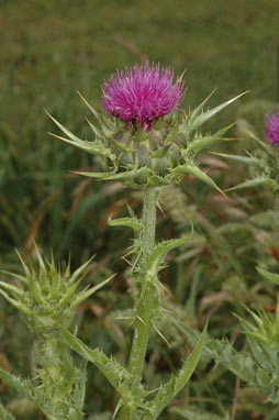 APII jpeg image of Silybum marianum  © contact APII