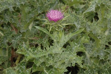 APII jpeg image of Silybum marianum  © contact APII