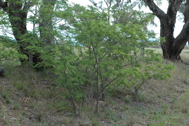 APII jpeg image of Robinia pseudoacacia  © contact APII