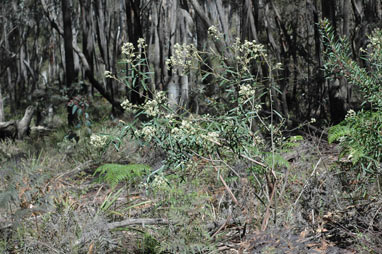 APII jpeg image of Astrotricha longifolia  © contact APII