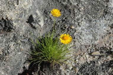 APII jpeg image of Leucochrysum graminifolium  © contact APII