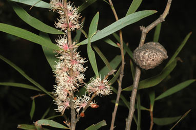 APII jpeg image of Hakea dactyloides  © contact APII