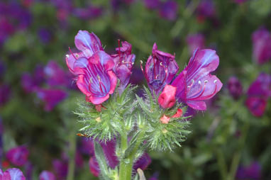 APII jpeg image of Echium plantagineum  © contact APII