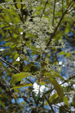 APII jpeg image of Astrotricha latifolia  © contact APII