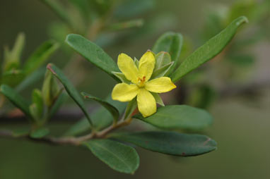 APII jpeg image of Hibbertia hexandra  © contact APII