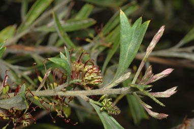 APII jpeg image of Grevillea manglesioides subsp. manglesioides  © contact APII