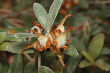 APII jpeg image of Grevillea floribunda subsp. floribunda  © contact APII