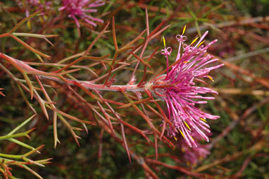 APII jpeg image of Isopogon formosus subsp. formosus  © contact APII