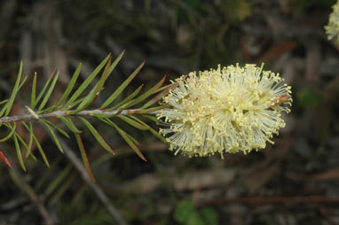 APII jpeg image of Callistemon sieberi  © contact APII