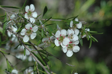 APII jpeg image of Leptospermum variabile  © contact APII