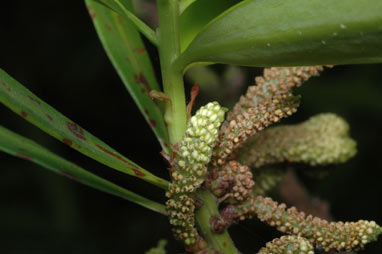 APII jpeg image of Podocarpus elatus  © contact APII