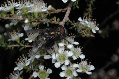 APII jpeg image of Leptospermum minutifolium  © contact APII