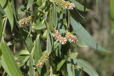 APII jpeg image of Salix x pendulina  © contact APII