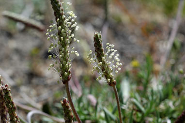 APII jpeg image of Plantago coronopus subsp. coronopus  © contact APII