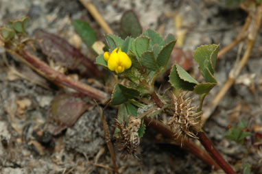 APII jpeg image of Medicago polymorpha  © contact APII