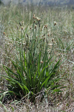 APII jpeg image of Plantago lanceolata  © contact APII