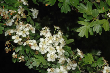 APII jpeg image of Crataegus monogyna  © contact APII