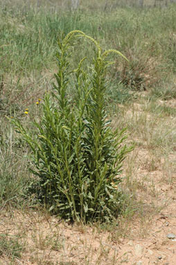 APII jpeg image of Reseda luteola  © contact APII