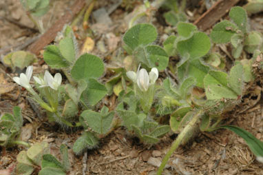 APII jpeg image of Trifolium subterraneum  © contact APII