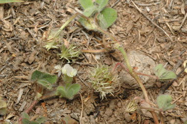 APII jpeg image of Trifolium subterraneum  © contact APII