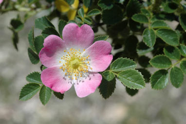 APII jpeg image of Rosa rubiginosa  © contact APII