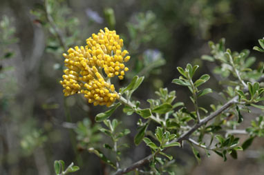 APII jpeg image of Ozothamnus obcordatus  © contact APII