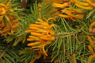 APII jpeg image of Persoonia chamaepitys  © contact APII