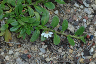 APII jpeg image of Scaevola hookeri  © contact APII