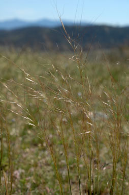 APII jpeg image of Austrostipa scabra subsp. falcata  © contact APII