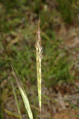 APII jpeg image of Bothriochloa macra  © contact APII