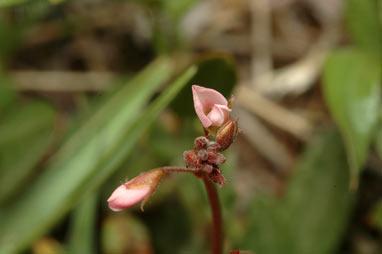 APII jpeg image of Desmodium varians  © contact APII