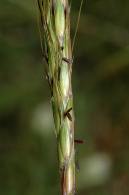 APII jpeg image of Bothriochloa macra  © contact APII