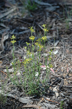 APII jpeg image of Pimelea curviflora var. sericea  © contact APII