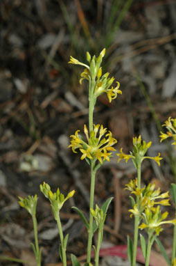 APII jpeg image of Pimelea curviflora var. sericea  © contact APII