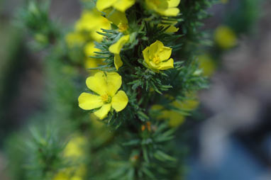 APII jpeg image of Hibbertia fasciculata  © contact APII