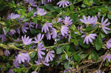 APII jpeg image of Scaevola albida  © contact APII