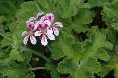 APII jpeg image of Pelargonium australe  © contact APII