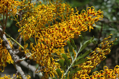 APII jpeg image of Grevillea robusta  © contact APII