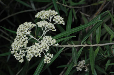 APII jpeg image of Ozothamnus stirlingii  © contact APII