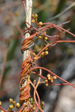 APII jpeg image of Cassytha pubescens  © contact APII