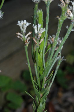 APII jpeg image of Conospermum ellipticum  © contact APII