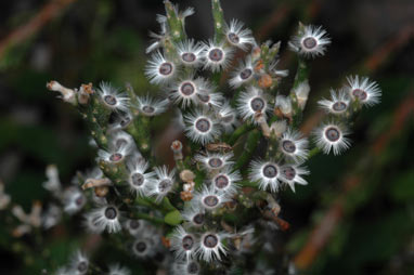 APII jpeg image of Conospermum ellipticum  © contact APII