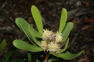 APII jpeg image of Isopogon attenuatus  © contact APII