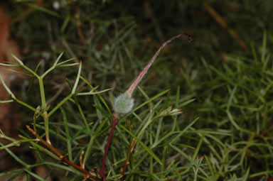 APII jpeg image of Grevillea wilsonii  © contact APII