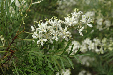 APII jpeg image of Lomatia silaifolia  © contact APII