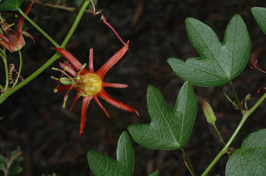 APII jpeg image of Passiflora cinnabarina  © contact APII