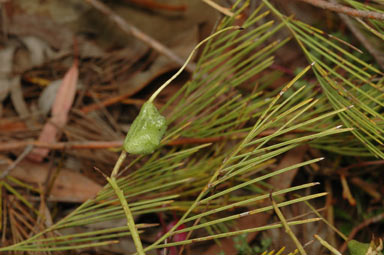 APII jpeg image of Grevillea plurijuga subsp. plurijuga  © contact APII