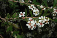 Sannantha pluriflora