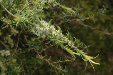 APII jpeg image of Melaleuca bracteata 'Golden Gem'  © contact APII