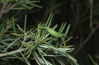 APII jpeg image of Grevillea rosmarinifolia  © contact APII